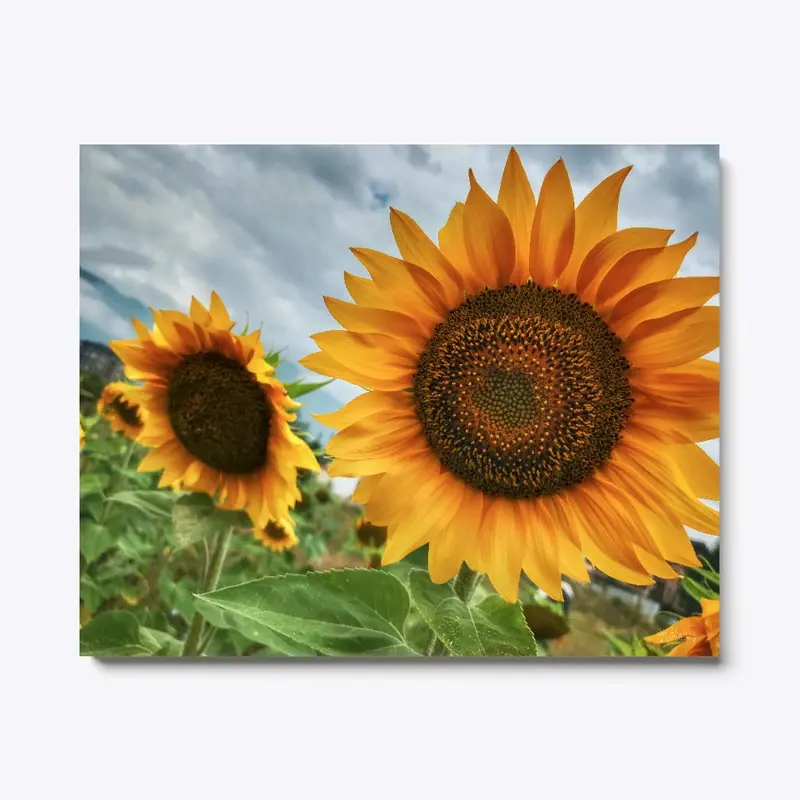 Bulgaria - Sunflowers