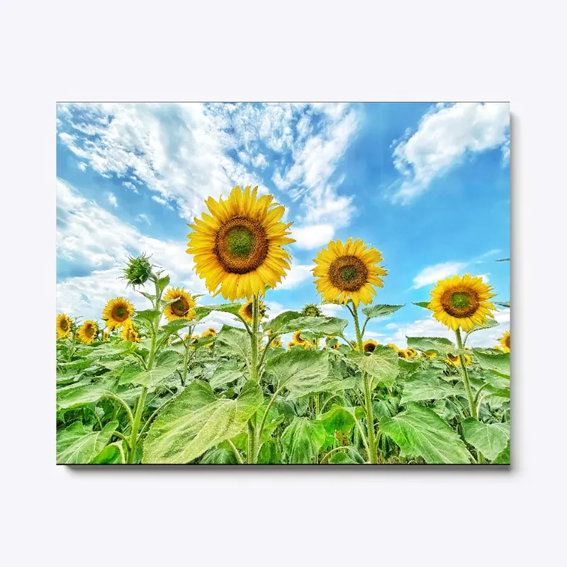 Sunflowers in Bulgaria 003