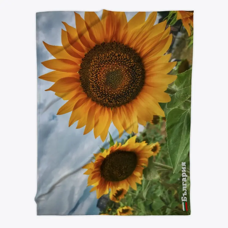 Bulgaria - Sunflowers