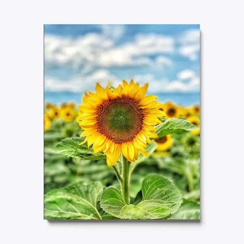 Sunflowers in Bulgaria 006