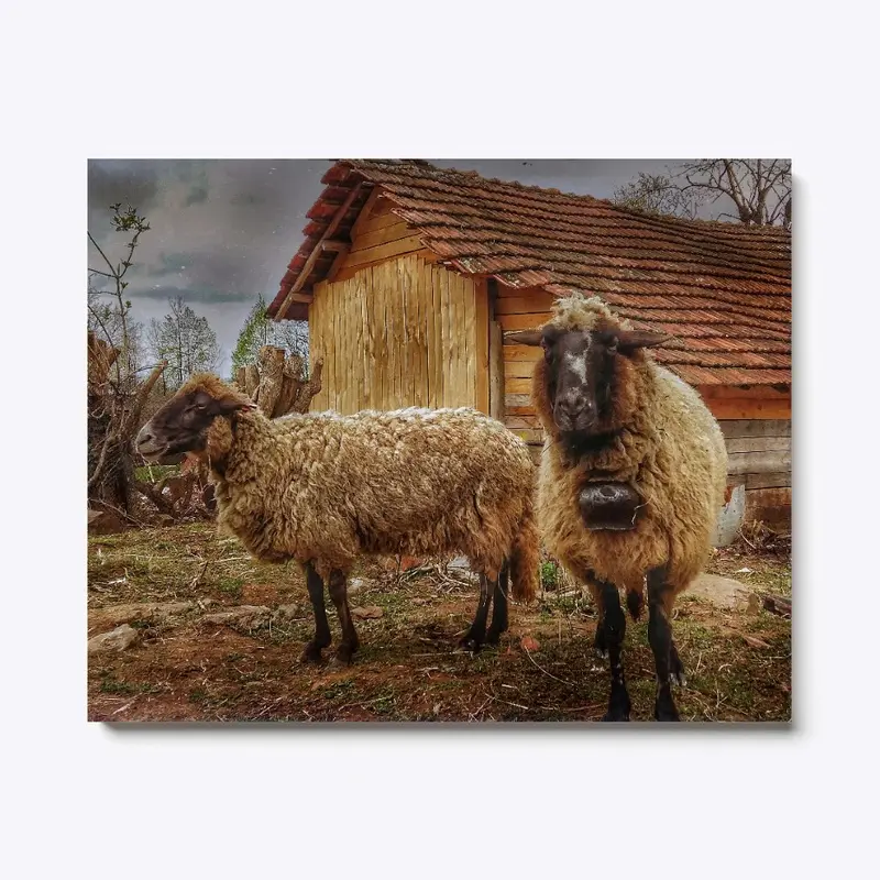 Bulgarian sheep