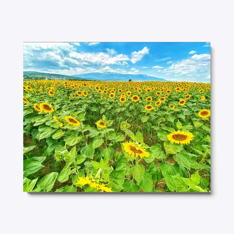 Sunflowers in Bulgaria 004