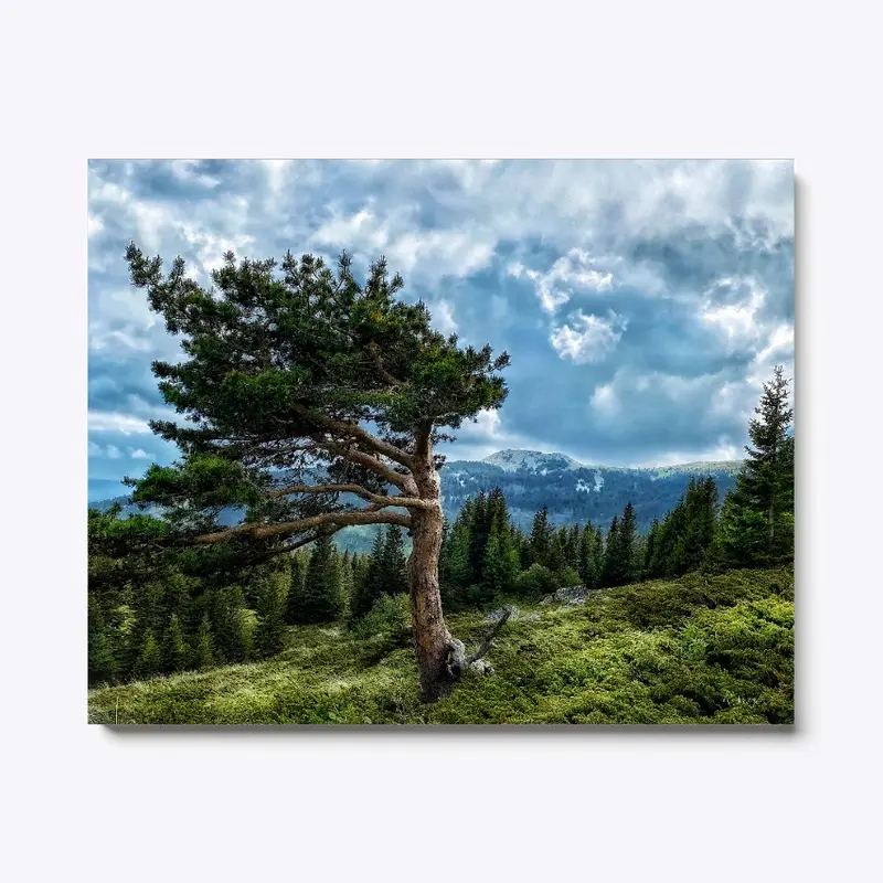 Bulgaria-mountain tree