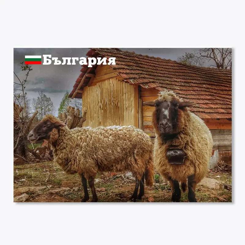 Bulgarian sheep