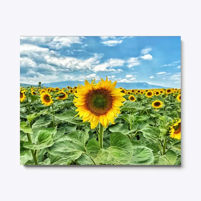 Sunflowers in Bulgaria 005