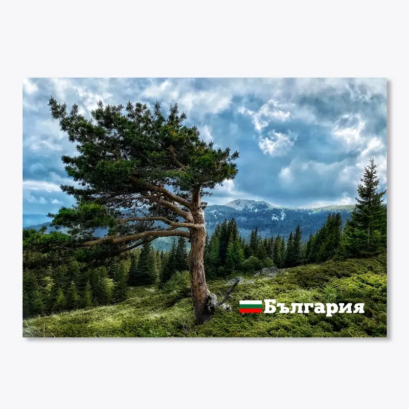 Bulgaria-mountain tree