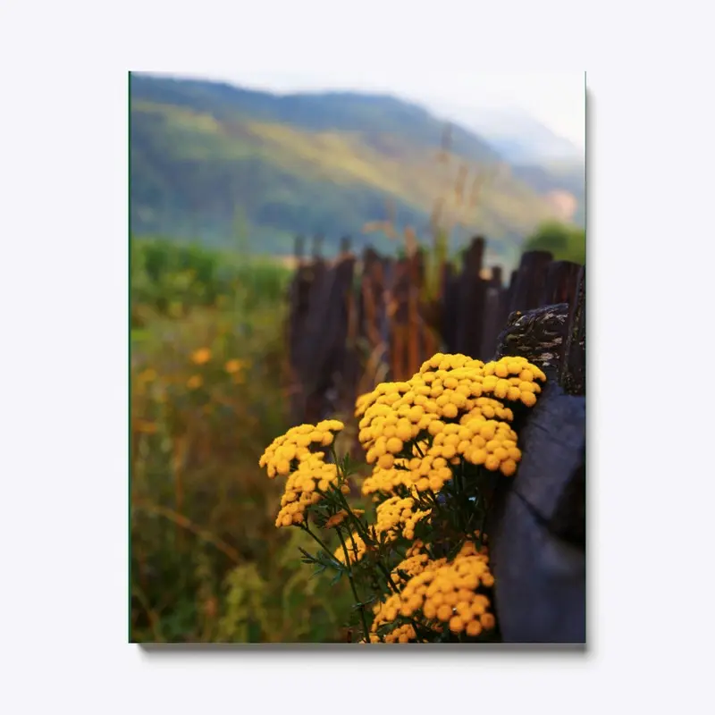 Mountain Flowers - Bulgaria