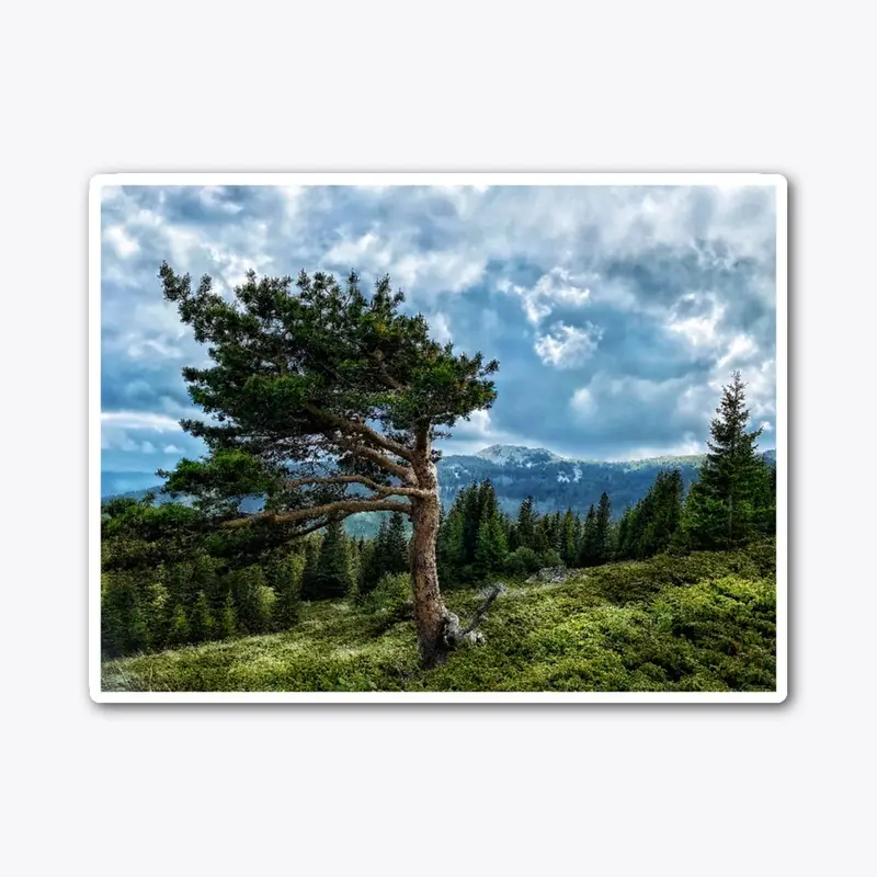 Bulgaria-mountain tree