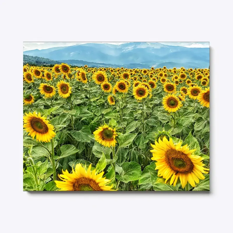 Sunflowers in Bulgaria 001