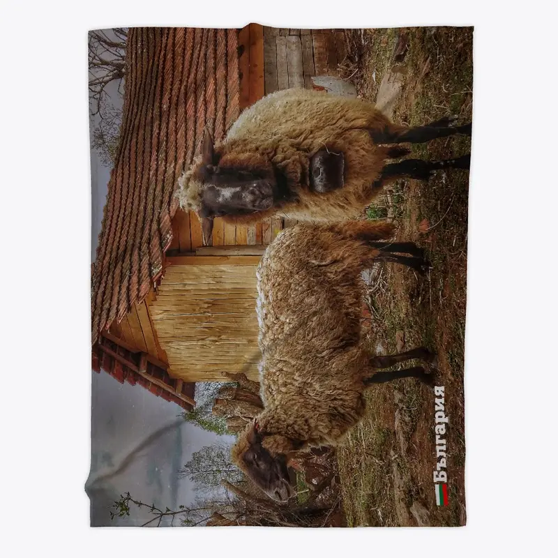 Bulgarian sheep